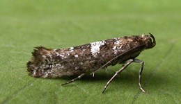 Identification and symptoms caused by the leek moth